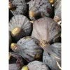 Figuier - Ficus Carica Grise De Tarascon -Jardin De Fleurs Magasin ficus carica grise de tarascon demi tige en pot de7 l0l 1005092 1