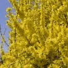 Forsythia (x) Intermedia Minigold - Mimosa De Paris -Jardin De Fleurs Magasin forsythia intermedia minigold 84077 1