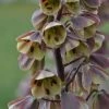 Fritillaire Persica Bicolor Magic Bells -Jardin De Fleurs Magasin fritillaire bicolor 54975 1