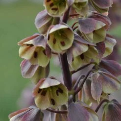 Fritillaire Persica Bicolor Magic Bells