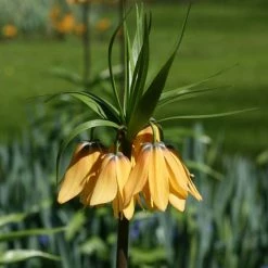 Fritillaire Imperialis Vivaldi* - Couronne ImpÃ©riale