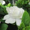 Gardenia Jasminoides Crown Jewel - Jasmin Du Cap 3 Gardenia Jasminoides Crown Jewel - Jasmin Du Cap -Jardin De Fleurs Magasin gardenia crown jewel jasmin du cap 9685 1 1