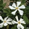 GardÃ©nia Rustique Pinwheel -Jardin De Fleurs Magasin gardenia pinwheel copyright plantipp 1