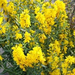 Genista Tinctoria Plena - GenÃªt Des Teinturiers