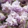 Glycine Du Japon - Wisteria Floribunda Violacea Plena (Black Dragon) -Jardin De Fleurs Magasin glycine wisteria floribunda violacea plena ld cliff 771621 1
