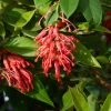 Grevillea Rhyolitica -Jardin De Fleurs Magasin grevillea rhyolitica 83332 3
