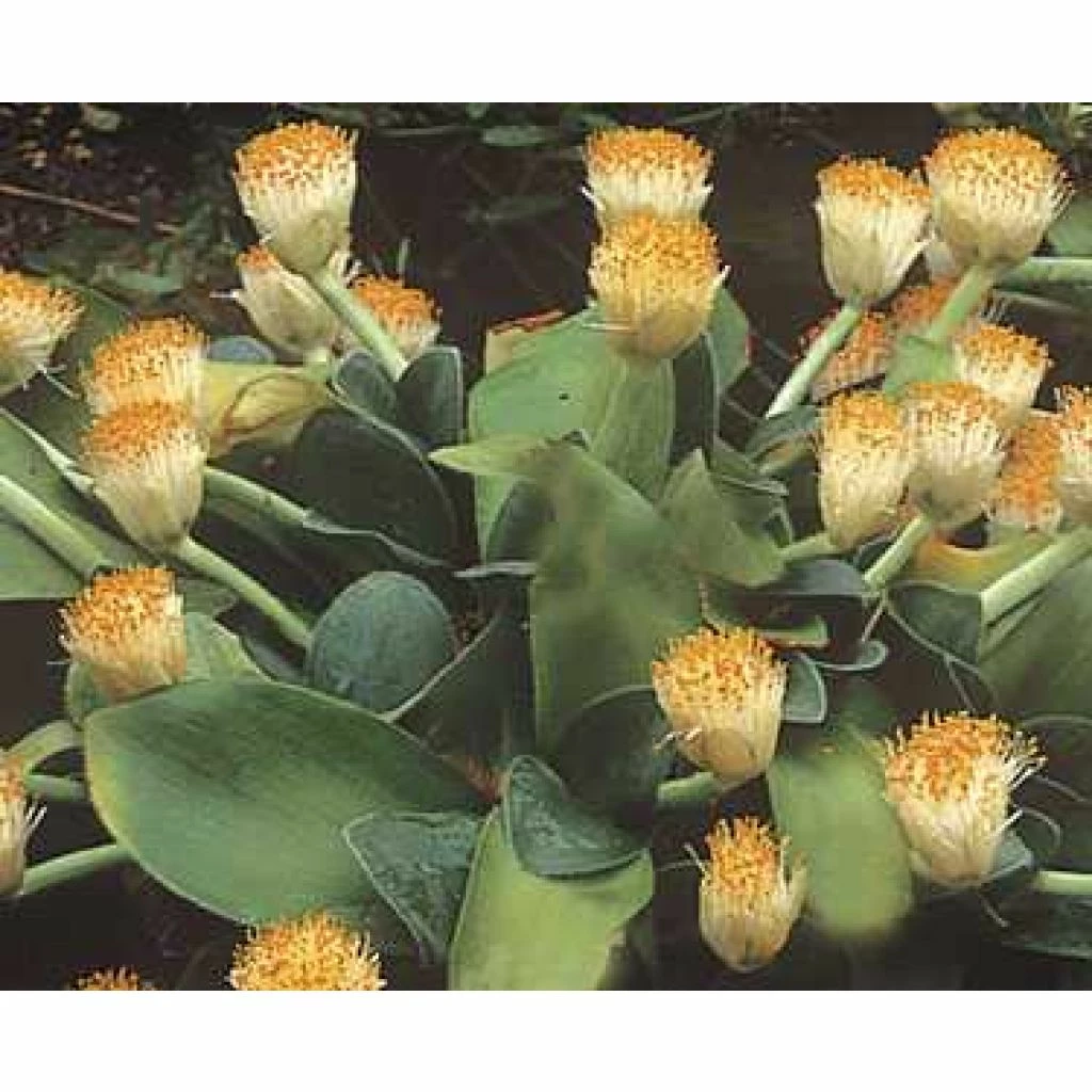 Scadoxus Ou Haemanthus Albiflos 1 Scadoxus Ou Haemanthus Albiflos