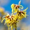 Hamamelis Intermedia Arnold Promise - Noisetier De SorciÃ¨re