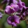 Hardenbergia Violacea -Jardin De Fleurs Magasin hardenbergia violacea 67815 1