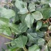 Lierre De Colchide - Hedera Colchica Arborescens (Fall Favorite) 2 Lierre De Colchide - Hedera Colchica Arborescens (Fall Favorite) -Jardin De Fleurs Magasin hedera colchica arborescens fall favorite 20cm en pot de3l 86129 1