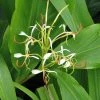 Hedychium Spicatum -Jardin De Fleurs Magasin hedychium spicatum 6796 1