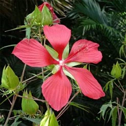 Hibiscus Coccineus - Ketmie Ã©carlate - Ã‰toile Du Texas.