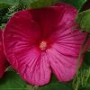 Hibiscus Moscheutos Rose - Hibiscus Des Marais -Jardin De Fleurs Magasin hibiscus moscheutos rose hibiscus des marais 83346 1 1 1
