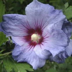Hibiscus Syriacus Oiseau Bleu (Marina) - AlthÃ©a Bleu