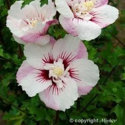 Hibiscus Syriacus Pinky Spot - AlthÃ©a Rose
