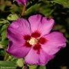 HIbiscus Russian Violet (II) - Althea Rose ViolacÃ© -Jardin De Fleurs Magasin hibiscus russian violet 85805 1