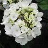 Hortensia - Hydrangea Macrophylla Libelle (Teller White) -Jardin De Fleurs Magasin hortensia Libelle 67998 3