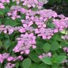 Hortensia - Hydrangea Serrata Avelroz -Jardin De Fleurs Magasin hortensia avelroz 67876 1