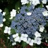Hortensia - Hydrangea Serrata Blue Bird -Jardin De Fleurs Magasin hortensia blue bird 67818 1 1