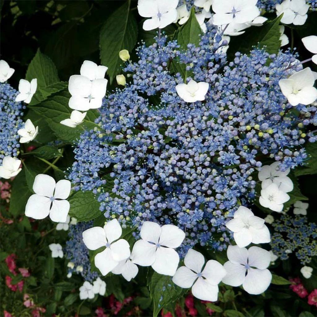 Hortensia - Hydrangea Serrata Blue Bird 1 Hortensia - Hydrangea Serrata Blue Bird