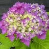 Hortensia - Hydrangea Macrophylla Flair & Flavours' Sweet Cupcake -Jardin De Fleurs Magasin hortensia flair flavours sweet cupcake23238