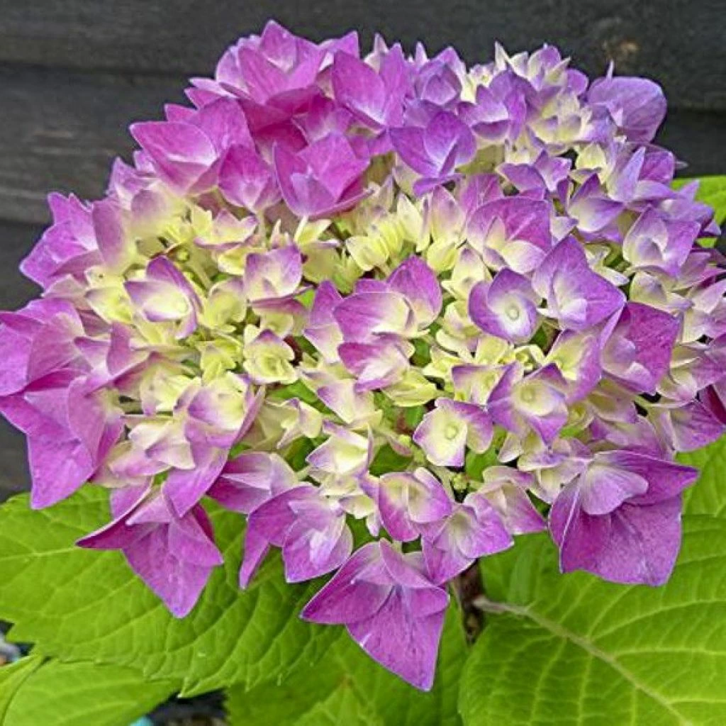 Hortensia - Hydrangea Macrophylla Flair & Flavours' Sweet Cupcake 1 Hortensia - Hydrangea Macrophylla Flair & Flavours' Sweet Cupcake
