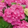 Hortensia - Hydrangea Macrophylla Leuchtfeuer -Jardin De Fleurs Magasin hortensia leuchtfeuer 80063 1