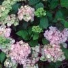 Hortensia - Hydrangea Serrata Precioza -Jardin De Fleurs Magasin hortensia serrata precioza 67847 1