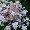 Hortensia - Hydrangea Involucrata Yoraku Tama -Jardin De Fleurs Magasin hortensia yoraku tama 67878 1