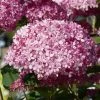 Hortensia Arborescens Pink Annabelle Ou Invincibelle 3 Hortensia Arborescens Pink Annabelle Ou Invincibelle -Jardin De Fleurs Magasin hydrangea arborescens invincibelle 67835 1