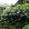 Hortensia - Hydrangea Aspera Macrophylla