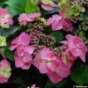 Hortensia - Hydrangea Serrata Cotton Candy 2 Hortensia - Hydrangea Serrata Cotton Candy -Jardin De Fleurs Magasin hydrangea cotton candy 80438 1