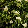 Hortensia Grimpant - Hydrangea Seemanii -Jardin De Fleurs Magasin hydrangea grimpant seemanii 0602 1