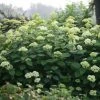 Hortensia Arborescens Lime Rickey -Jardin De Fleurs Magasin hydrangea lime rickey 85451 1