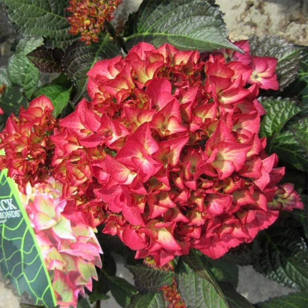 Hortensia - Hydrangea Macrophylla Dark Angel (Black Diamonds) 1 Hortensia - Hydrangea Macrophylla Dark Angel (Black Diamonds)