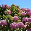 Hortensia - Hydrangea Macrophylla Bouquet Rose -Jardin De Fleurs Magasin hydrangea macrophylla bouquet rose 85622 1
