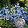 Hortensia - Hydrangea Macrophylla Generale Vicomtesse De Vibraye -Jardin De Fleurs Magasin hydrangea macrophylla generale vicomtesse de vibraye 67857 1