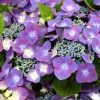 Hortensia - Hydrangea Macrophylla Kardinal Violet 2 Hortensia - Hydrangea Macrophylla Kardinal Violet -Jardin De Fleurs Magasin hydrangea macrophylla kardinal violet 83185 1