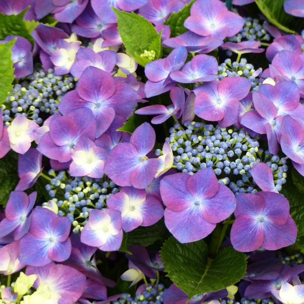 Hortensia - Hydrangea Macrophylla Kardinal Violet 1 Hortensia - Hydrangea Macrophylla Kardinal Violet