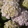 Hortensia - Hydrangea Macrophylla Kazan -Jardin De Fleurs Magasin hydrangea macrophylla kazan 86040 1