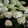 Hortensia - Hydrangea Macrophylla Mme Emile MouillÃ¨re -Jardin De Fleurs Magasin hydrangea macrophylla mme emile mouillere 67798 1