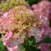 Hortensia - Hydrangea Macrophylla So Long Sunny 3 Hortensia - Hydrangea Macrophylla So Long Sunny -Jardin De Fleurs Magasin hydrangea macrophylla so long sunny 85613 1