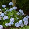 Hortensia - Hydrangea Macrophylla So LongÂ® Ebony -Jardin De Fleurs Magasin hydrangea macrophylla so long ebony 85809 1