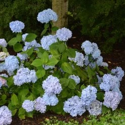 Hortensia - Hydrangea Macrophylla So LongÂ® Ebony