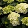 Hortensia - Hydrangea Macrophylla Wudu -Jardin De Fleurs Magasin hydrangea macrophylla wudu v 100657 1 1
