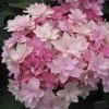 Hortensia - Hydrangea Macrophylla You And Me Romance -Jardin De Fleurs Magasin hydrangea macrophylla you and me romance 67124 1
