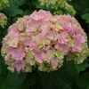 Hortensia - Hydrangea Macrophylla You And Me Together -Jardin De Fleurs Magasin hydrangea macrophylla you and me together 67859 1