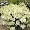 Hydrangea Paniculata Bobo - Hortensia PaniculÃ© Nain -Jardin De Fleurs Magasin hydrangea paniculata bobo 80690 1