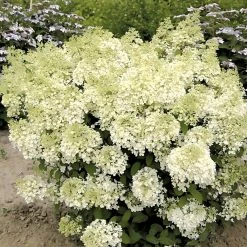 Hydrangea Paniculata Bobo - Hortensia PaniculÃ© Nain