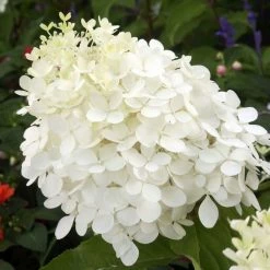 Hydrangea Paniculata Phantom - Hortensia PaniculÃ©